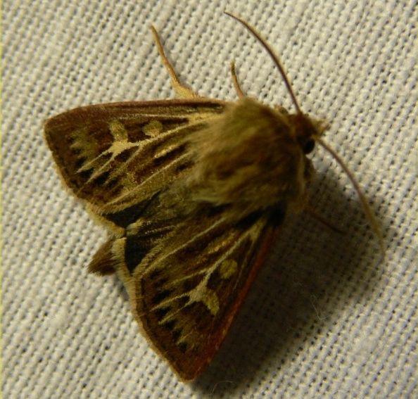 bonte grasuil.jpg - Bonte grasuil - Cerapteryx graminis